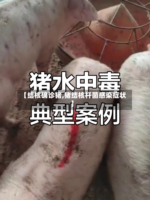 【结核确诊猪,猪结核杆菌感染症状】