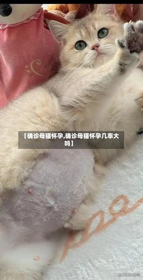 【确诊母猫怀孕,确诊母猫怀孕几率大吗】-第2张图片