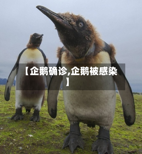 【企鹅确诊,企鹅被感染】-第2张图片