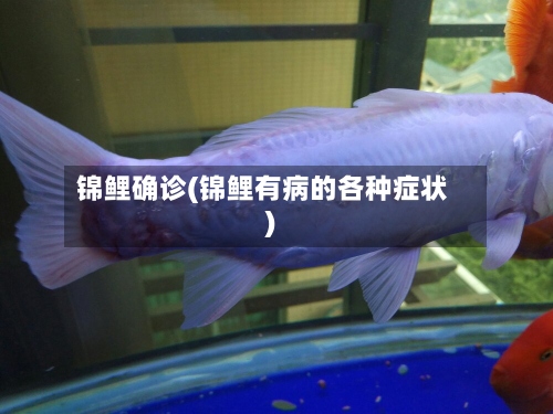 锦鲤确诊(锦鲤有病的各种症状)-第2张图片