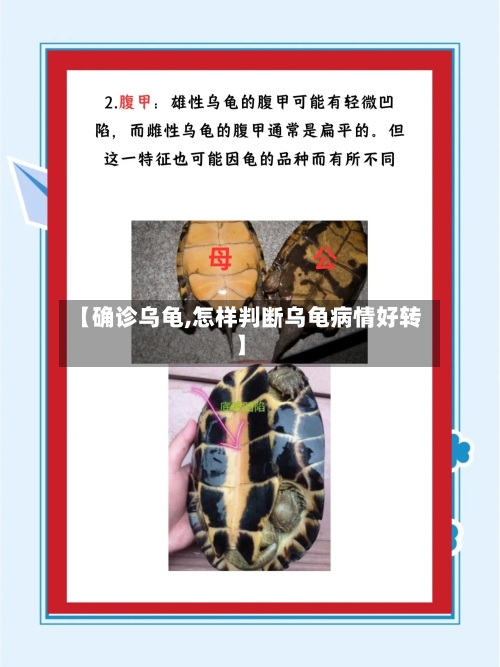【确诊乌龟,怎样判断乌龟病情好转】