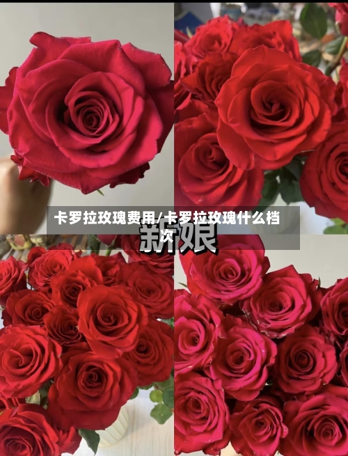 卡罗拉玫瑰费用/卡罗拉玫瑰什么档次