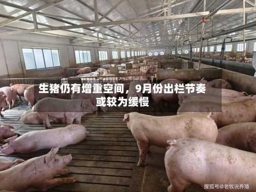 生猪仍有增重空间	，9月份出栏节奏或较为缓慢-第2张图片
