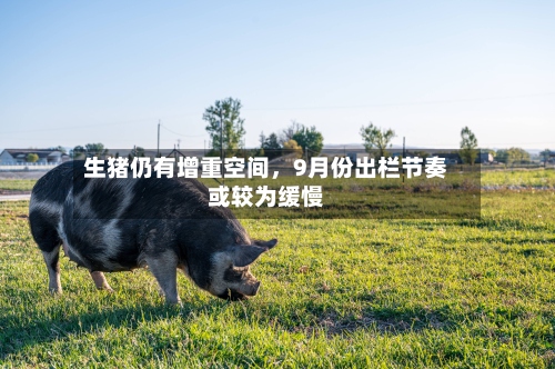 生猪仍有增重空间，9月份出栏节奏或较为缓慢-第1张图片